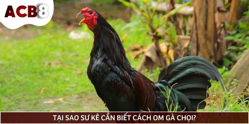 Lý do sư kê cần phải biết cách om gà chọi và thực hiện thường xuyên