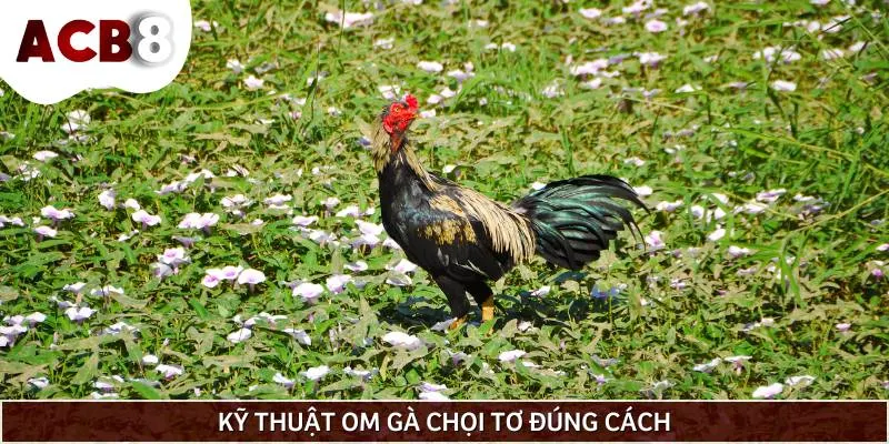 Cách om gà chọi tơ cho sư kê nhanh chóng chỉ với vài bước