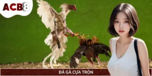 Đá Gà Cựa Tròn Là Gì? Luật Chơi Và Cách Phân Biệt Nhanh Nhất