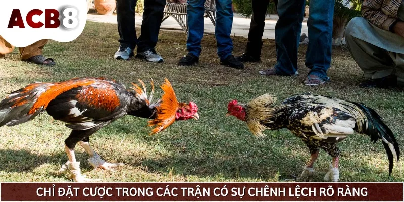 Kê thủ chỉ nên cược ở những trận có sự chênh lệch giữa hai chiến kê