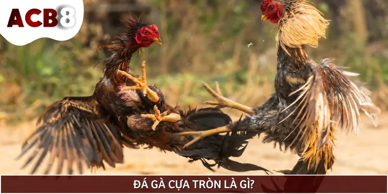 Đá gà cựa tròn là hình thức thi đấu phổ biến tại Việt Nam và thế giới
