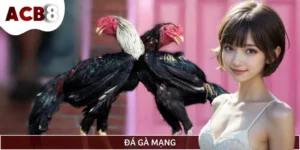 Đá Gà Mạng - Chiêm Ngưỡng Những Trận Chiến Nảy Lửa Đỉnh Cao