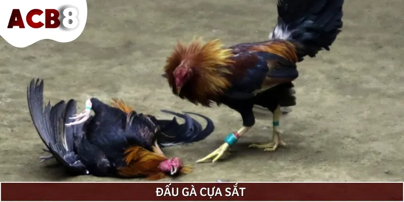 Đá gà cựa sắt - tốc độ và sự kịch tính đỉnh cao