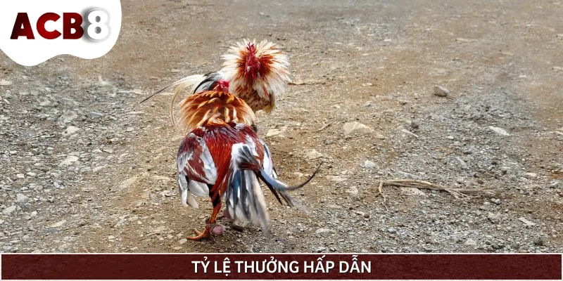 Tỷ lệ thưởng cực khủng