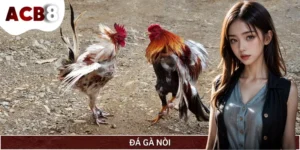 Đá Gà Nòi - Bí Quyết Cá Cược Bất Bại Từ Các Cao Thủ