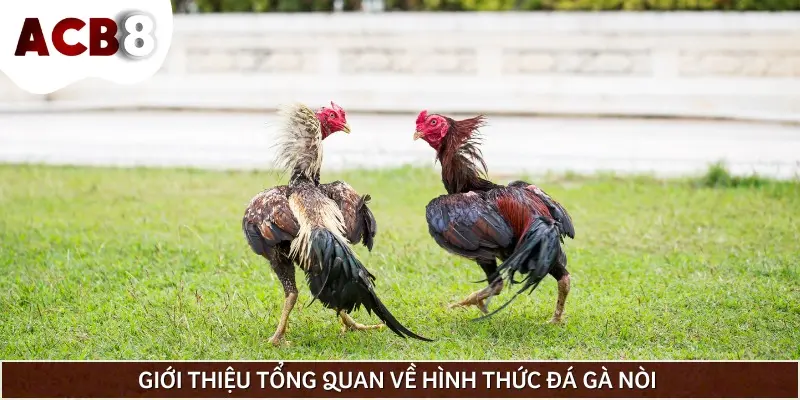 Vài nét cơ bản về hình thức đá gà nòi