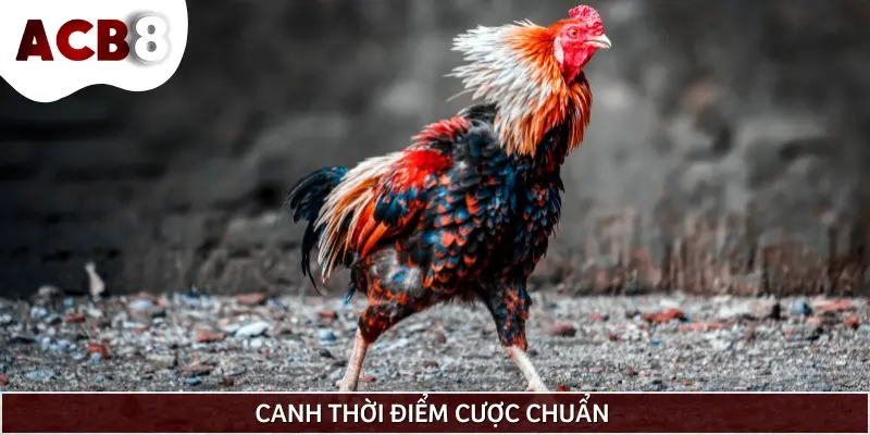 Bạn nên canh thời điểm cược chính xác để tránh gặp rủi ro