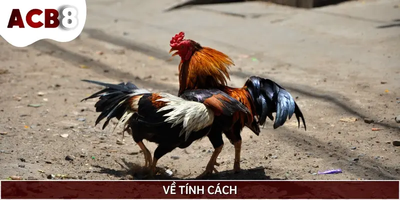 Đá gà nòi là hình thức giải trí thú vị bởi chúng có tính cách khá hiếu chiến