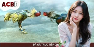 Đá Gà Trực Tiếp CPC4 - Trường Đấu Chuyên Nghiệp Bậc Nhất