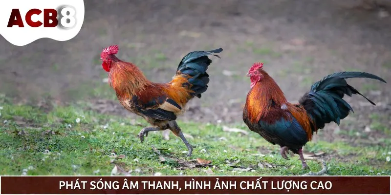 Đá gà trực tiếp CPC4 hiện còn được phát sóng đầy đủ mỗi ngày