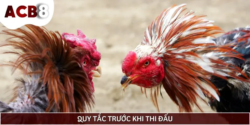 Các quy định được thiết lập nhằm đảm bảo công bằng của đá gà trực tiếp CPC4