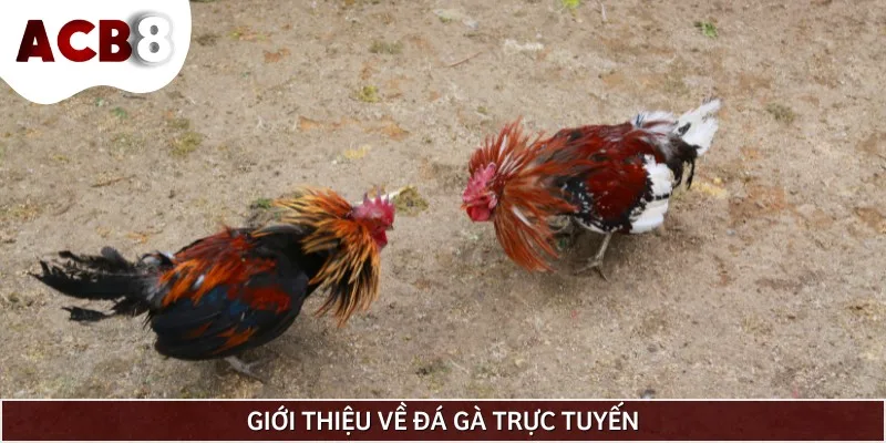 Sơ lược về đá gà trực tuyến