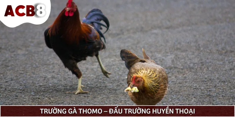 Trường gà Thomo - Huyền thoại bất tử của làng đá gà