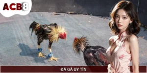 Đá Gà Uy Tín ACB8 - Sảnh Cá Cược Gà Uy Tín Số 1 Việt Nam