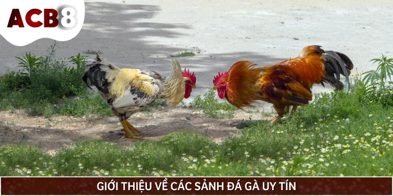 Đá gà uy tín cam kết mang đến môi trường cá cược minh bạch, an toàn 