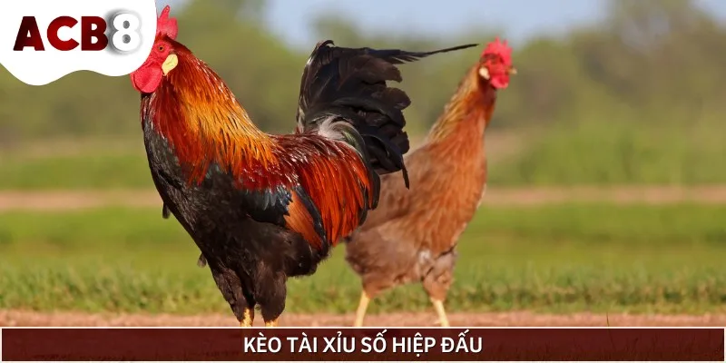 Thử thách phân tích trận đấu với kèo tài xỉu