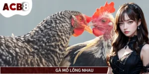 Gà Mổ Lông Nhau - Nguyên Nhân Và Cách Phòng Tránh Hiệu Quả
