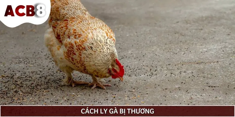 Khi phát hiện ra gà đang mổ lông nhau, sư kê nên cách ly ngay lập tức