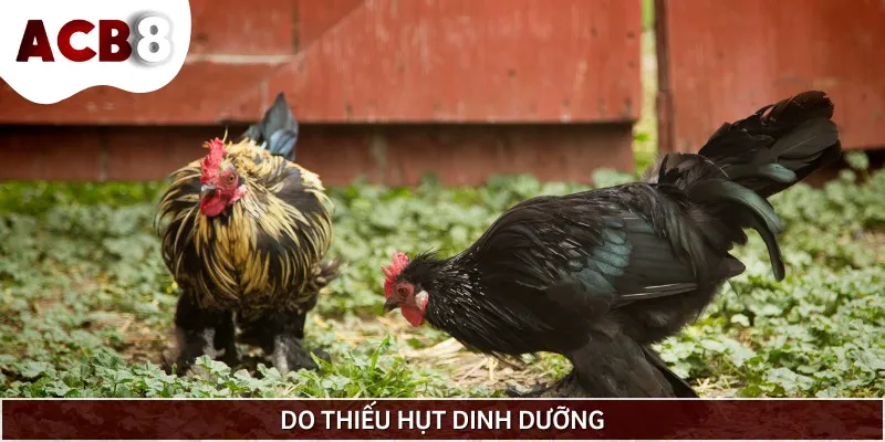 Gà thiếu khoáng chất, đạm khiến chúng mổ lông nhau để tự bù đắp