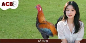Gà Peru - Nguồn Gốc, Đặc Điểm Nổi Bật Và Phương Pháp Lai Tạo