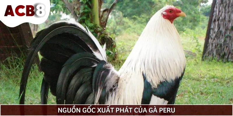 Gà Peru là giống gà chiến có nguồn gốc từ Nam Mỹ