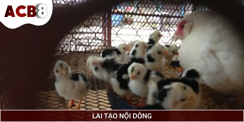 Phương pháp lai tạo nội dòng còn được hiểu là lai cận huyết