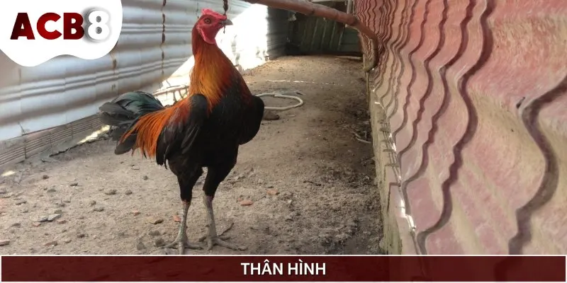 Thân hình của Peru khá cân đối và da gà có màu đỏ nâu