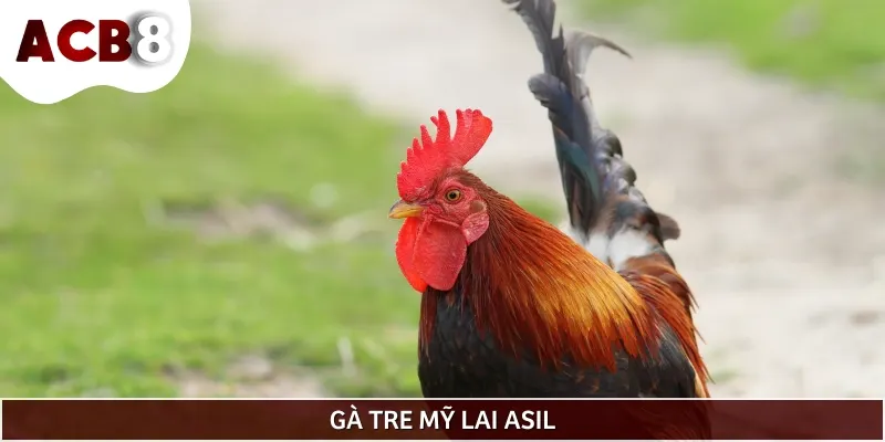 Giống gà tre Mỹ lai Asil sở hữu đặc điểm vượt trội, được nhiều người săn lùng