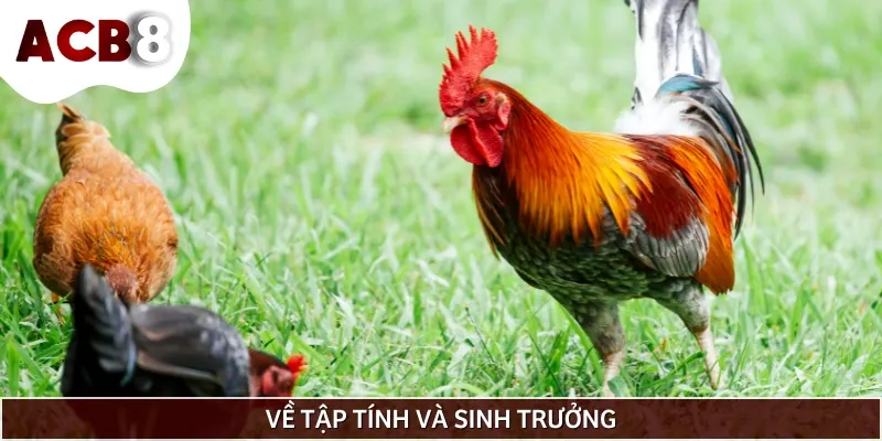 Gà tre Mỹ dễ thích nghi với nhiều điều kiện khí hậu khác nhau