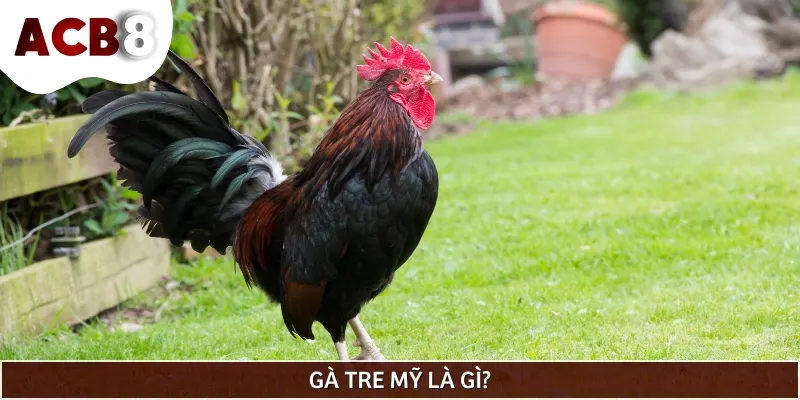 Gà tre Mỹ là giống gà chiến được lai tạo từ giống gà tre bản địa