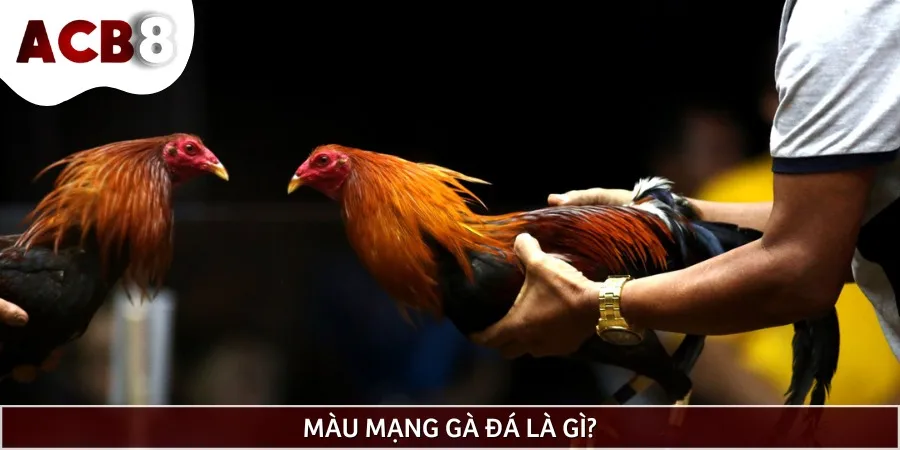 Màu mạng gà đá là công việc phân loại chiến kê dựa vào màu lông