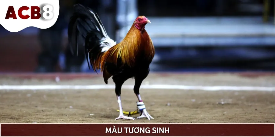 Một số màu mạng gà đá tương sinh mà sư kê nên cân nhắc