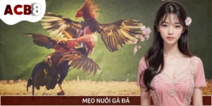 Mẹo Nuôi Gà Đá Chuyên Sâu Từ Sư Kê Lão Luyện Tại ACB8