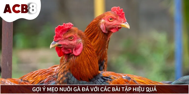 Chế độ tập luyện hiệu quả dành cho gà đá