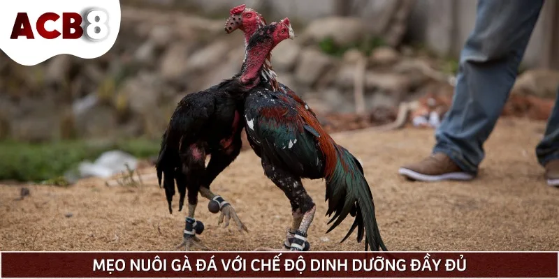 Chế độ dinh dưỡng đạt chuẩn dành cho gà đá