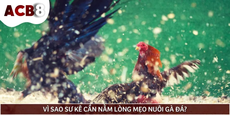 Nằm lòng mẹo nuôi gà đá là cách để tạo nên một chiến kê mạnh mẽ