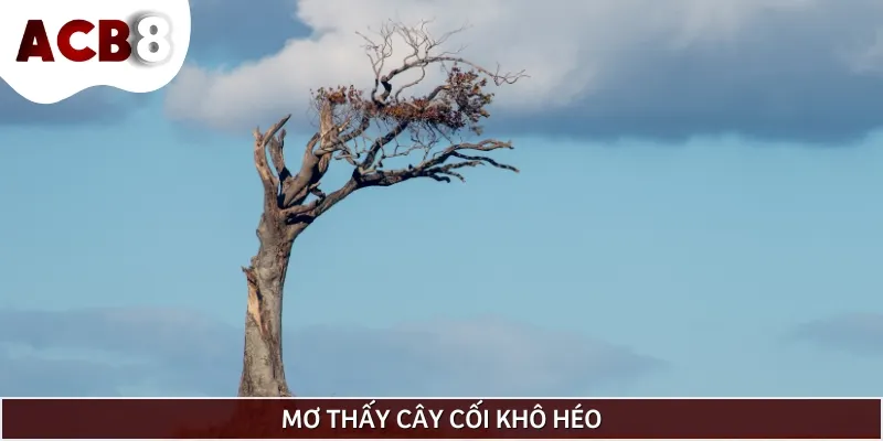 Mơ thấy cây cối khô héo báo hiệu bạn đang dần mất đi động lực sống.