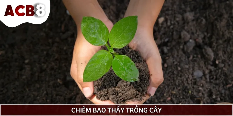 Mộng thấy trồng cây cho thấy bạn đang ấp ủ những kế hoạch dài hạn