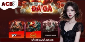 Sảnh Đá Gà Ws168 - Nơi Hội Tụ Hàng Triệu Chiến Kê Hàng Đầu