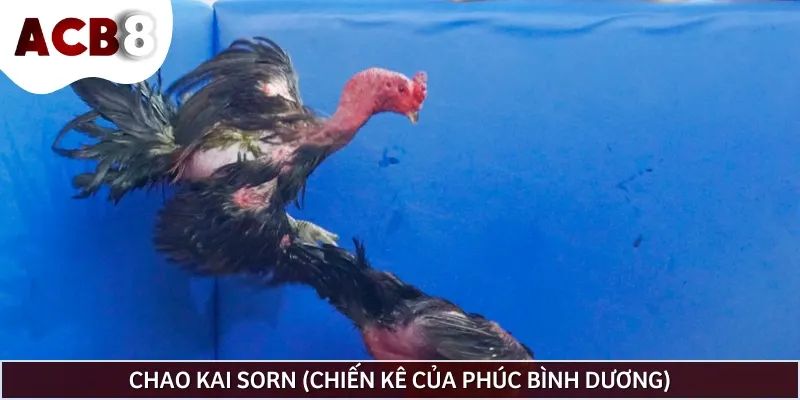 Chao Kai Sorn là chiến kê máu chiến của Phúc Bình Dương