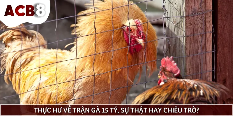 Thực hư về trận gà 15 tỷ theo những lời đồn đoán của cộng đồng