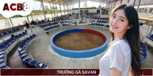 Trường Gà Savan - Địa Điểm Thi Đấu Hợp Pháp Hàng Đầu Châu Á