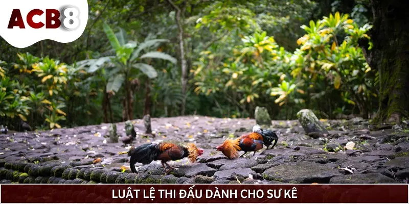 Quy tắc thi đấu dành cho các sư kê tham gia tại trường gà Savan