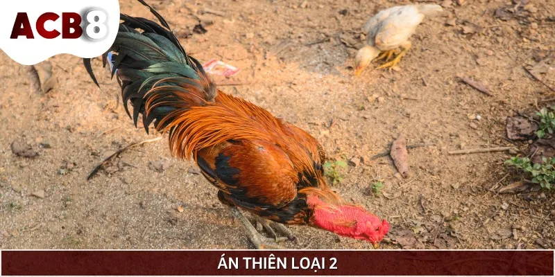 Vảy án thiên loại 2 có cách nhận biết đơn giản giữa 2 mảng vảy to ở khớp gối