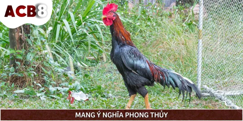 Vảy gà án thiên giúp chiến kê sở hữu gặp may mắn khi thi đấu