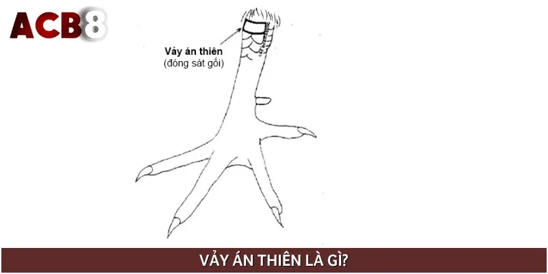 Vảy án thiên là loại vảy được cho là cực kỳ quý hiếm tại Việt Nam