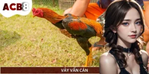 Vảy Vấn Cán Là Gì? Cách Nhận Biết Và Đánh Giá Cho Sư Kê