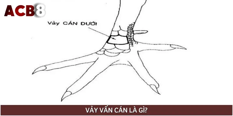Vảy gà vấn cán là loại vảy đặc biệt nằm ở gần cựa