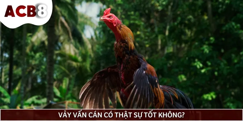 Đánh giá vảy gà vấn cán tốt hay xấu từ các sư kê lâu năm