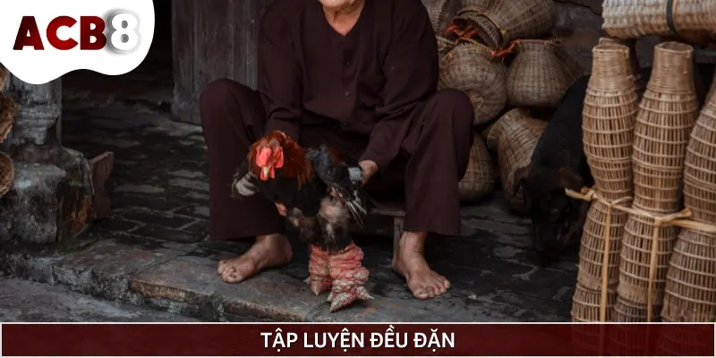 Sư kê cần cho gà chiến tập luyện đều đặn để có sức bền